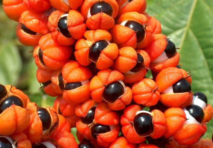guaraná Paullinia cupana